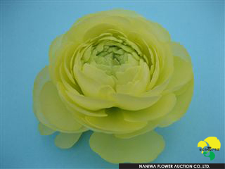 Ranunculus M-Cream.jpg